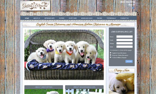 English Cream Golden Retriever Puppies and American Golden Retriever Puppies by Golden Miracles