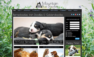 Irish Doodles and Goldendoodles by Mountain Blue Doodles in Utah Breeder of Irish Doodles and Goldendoodle Puppies