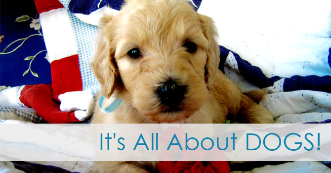 websites for dog breeders dog breeder websites