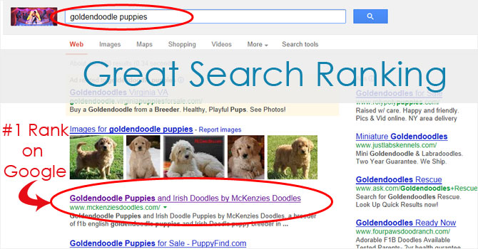 websites with great search rankings dog breeder websites with great search rankings